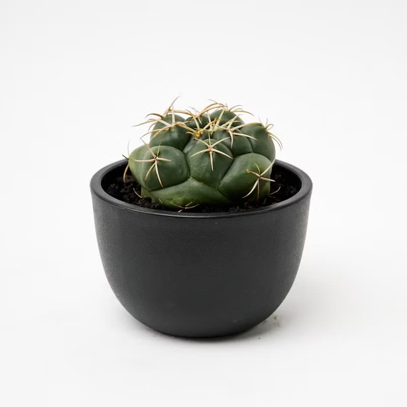 象牙丸 | 多肉植物 仙人掌