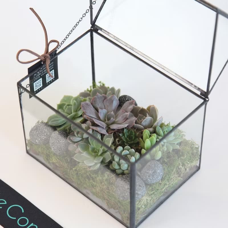 多肉植物玻璃屋 / 桌上盆栽