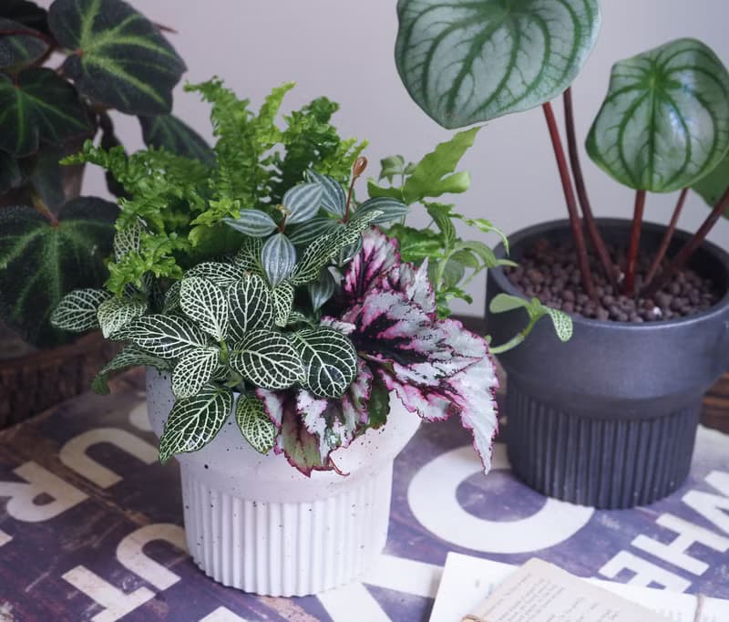 微光森林 | 綠意慢生活  觀葉植物盆栽。居家擺飾。喬遷。升遷