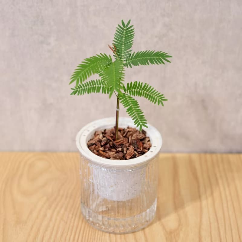 小豆樹 免澆水盆栽 室內植物 觀葉植物  禮物 辦公室小物