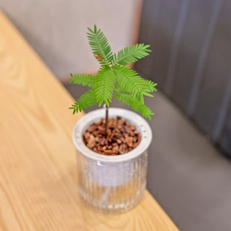 小豆樹 免澆水盆栽 室內植物 觀葉植物  禮物 辦公室小物