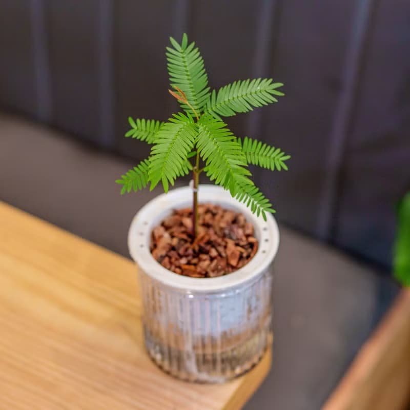 小豆樹 免澆水盆栽 室內植物 觀葉植物  禮物 辦公室小物