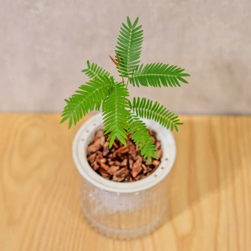 小豆樹 免澆水盆栽 室內植物 觀葉植物  禮物 辦公室小物