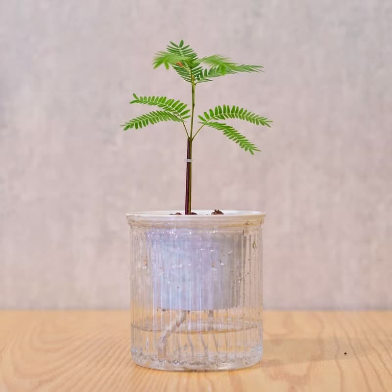 小豆樹 免澆水盆栽 室內植物 觀葉植物  禮物 辦公室小物