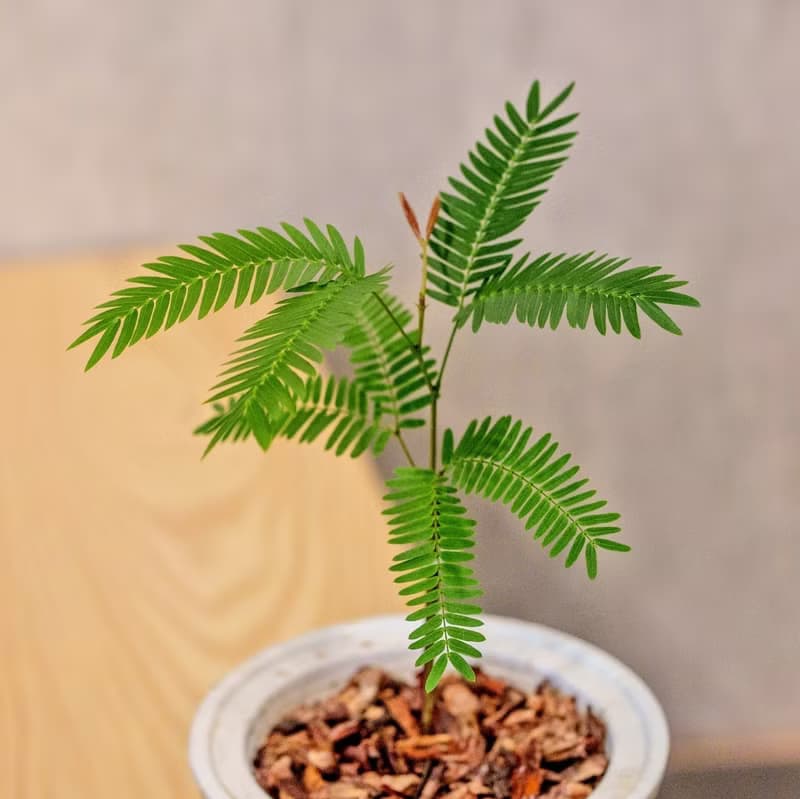 小豆樹 免澆水盆栽 室內植物 觀葉植物  禮物 辦公室小物