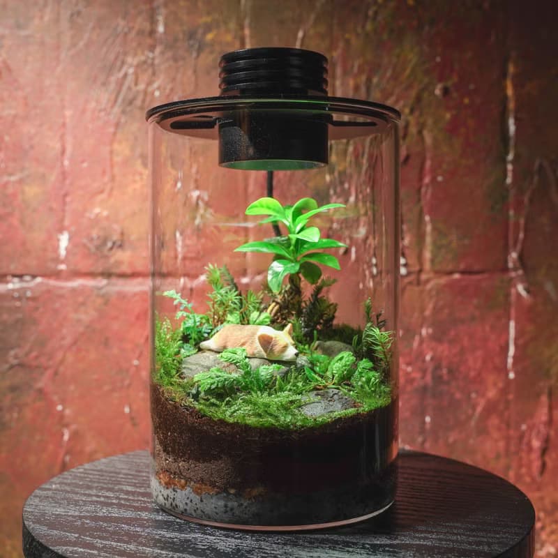 【生態缸－咖啡樹下的甜甜夢】微景觀 室內植栽 禮物 辦公室擺設