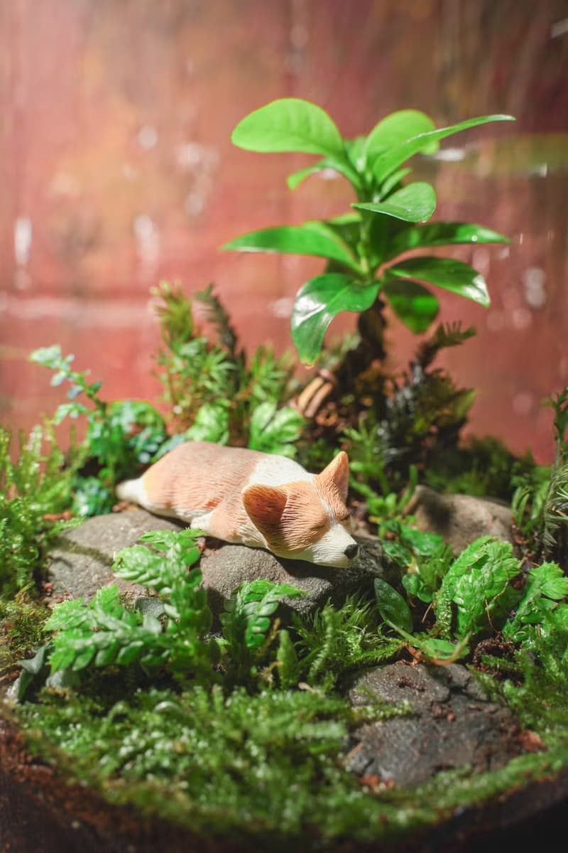 【生態缸－咖啡樹下的甜甜夢】微景觀 室內植栽 禮物 辦公室擺設