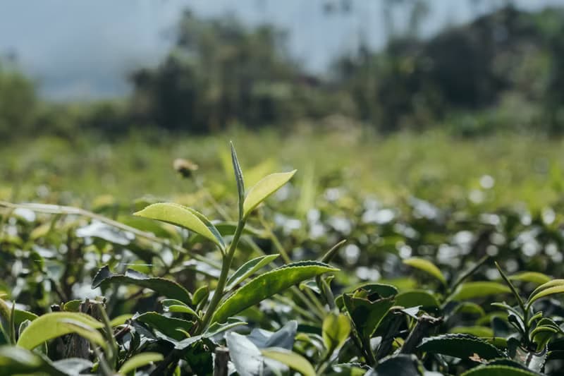 【自然農法茶葉】晨暮紅茶 天然焦糖 蜜香果香 手採無農藥無化肥