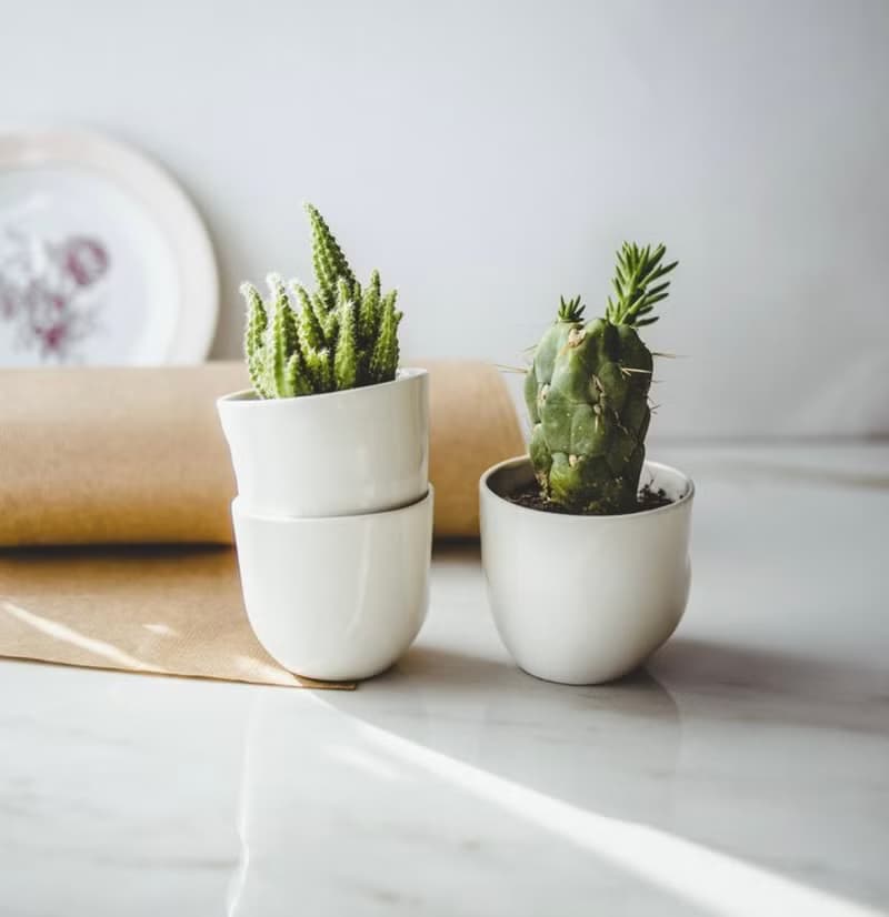 Kissing planter 可愛表情陶瓷器皿