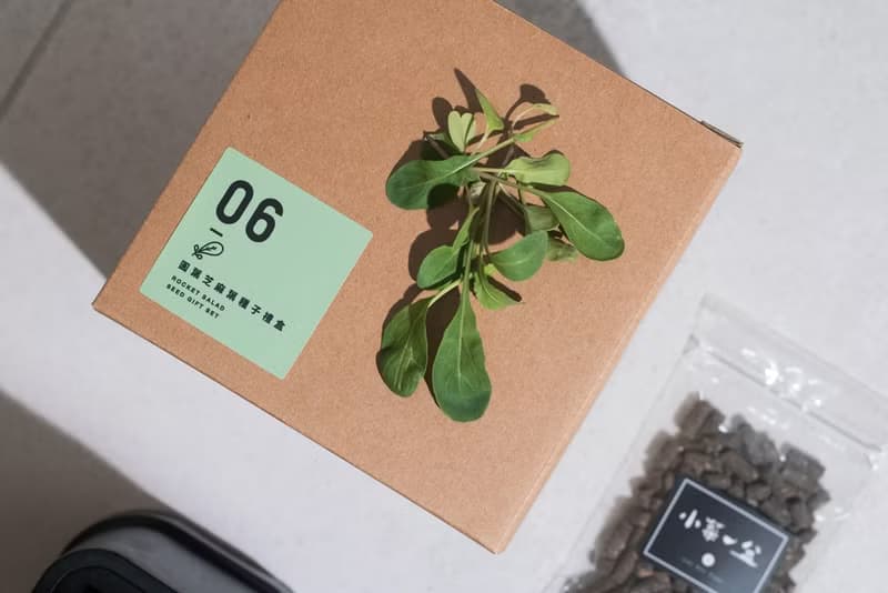 06圓葉芝麻葉種子_入坑禮物盒