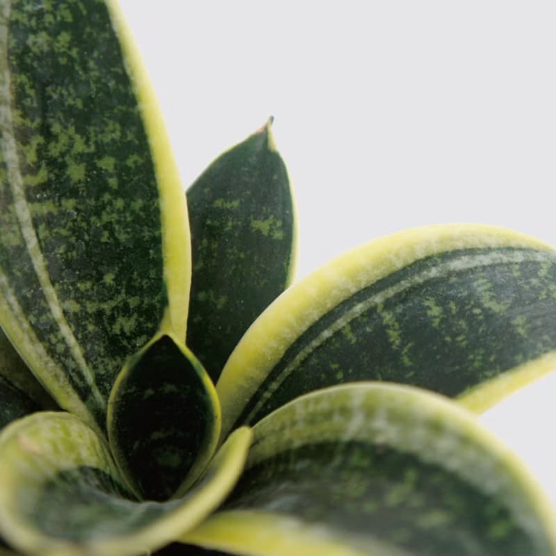 │ 窯瓷系列 │ 金剛虎尾蘭 - 空氣淨化 室內植物 水耕盆栽