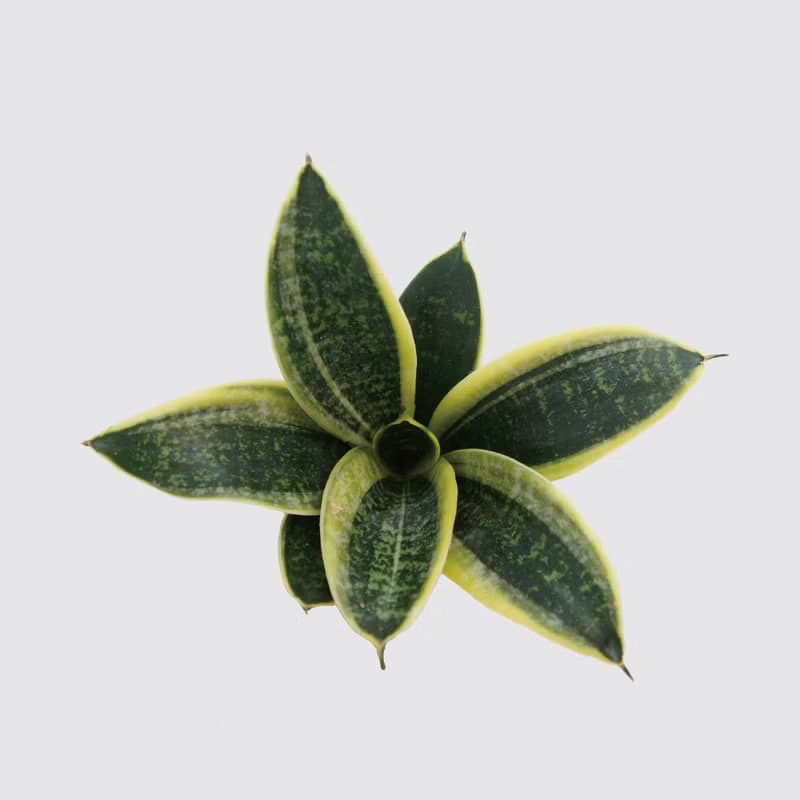 │ 窯瓷系列 │ 金剛虎尾蘭 - 空氣淨化 室內植物 水耕盆栽