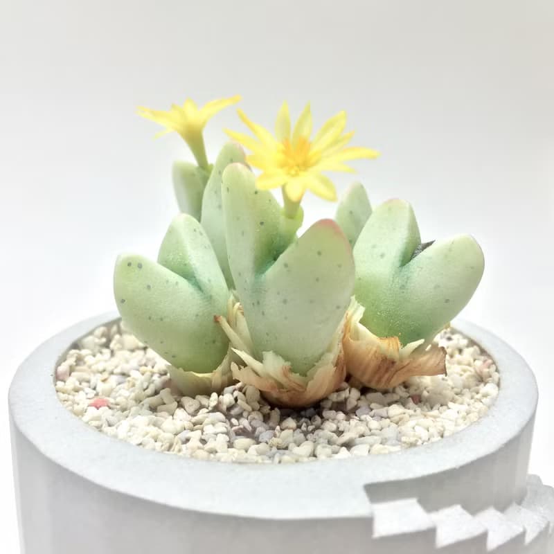 仿生黏土多肉植物 番杏科 少將