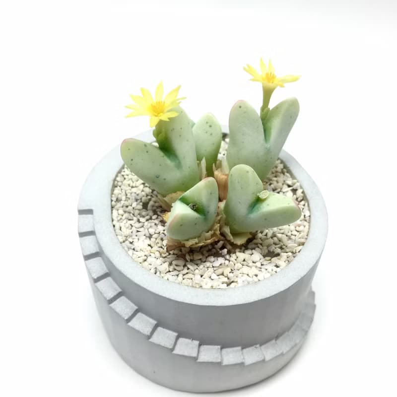 仿生黏土多肉植物 番杏科 少將