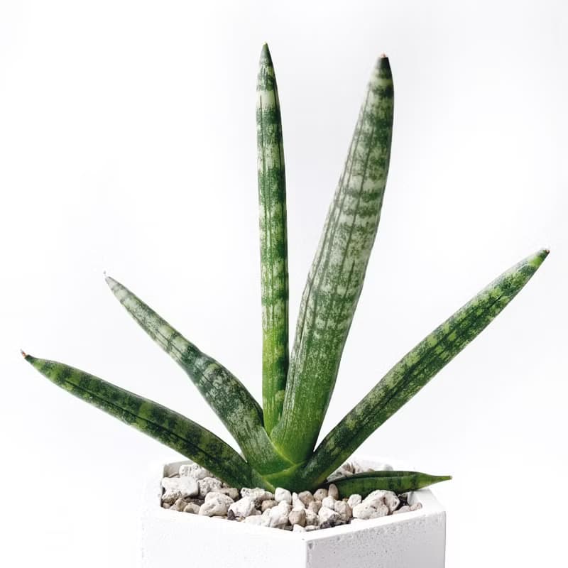(預購) 白灰漸層系列 | 佛手虎尾蘭 稀有虎尾蘭 六邊形水泥植栽