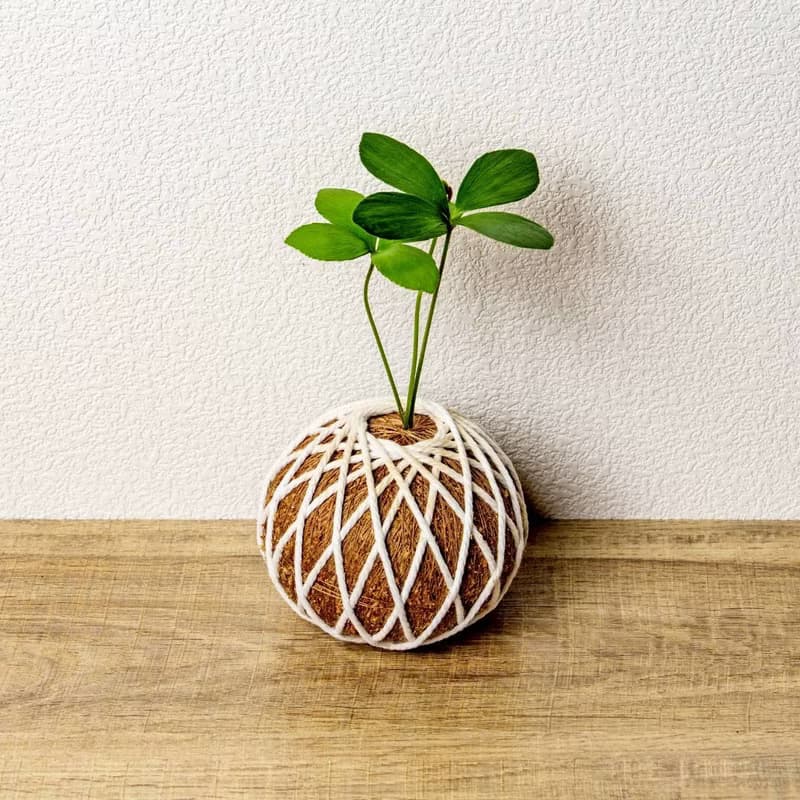 苔球植物 墨西哥鐵樹苔球 苔玉 禮物 送禮 桌上盆栽