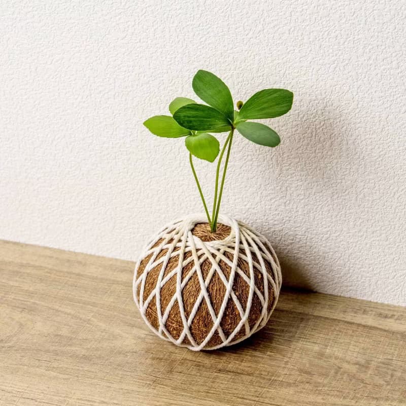 苔球植物 墨西哥鐵樹苔球 苔玉 禮物 送禮 桌上盆栽