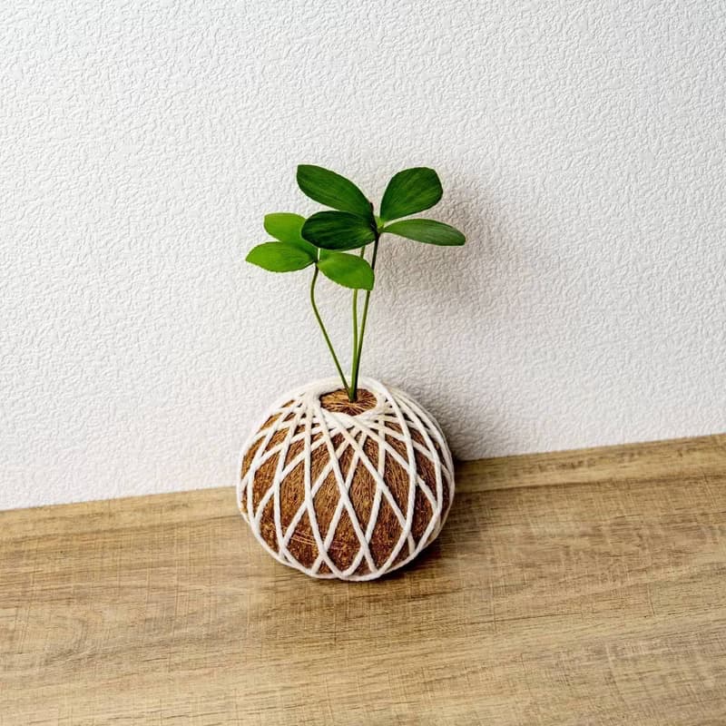 苔球植物 墨西哥鐵樹苔球 苔玉 禮物 送禮 桌上盆栽