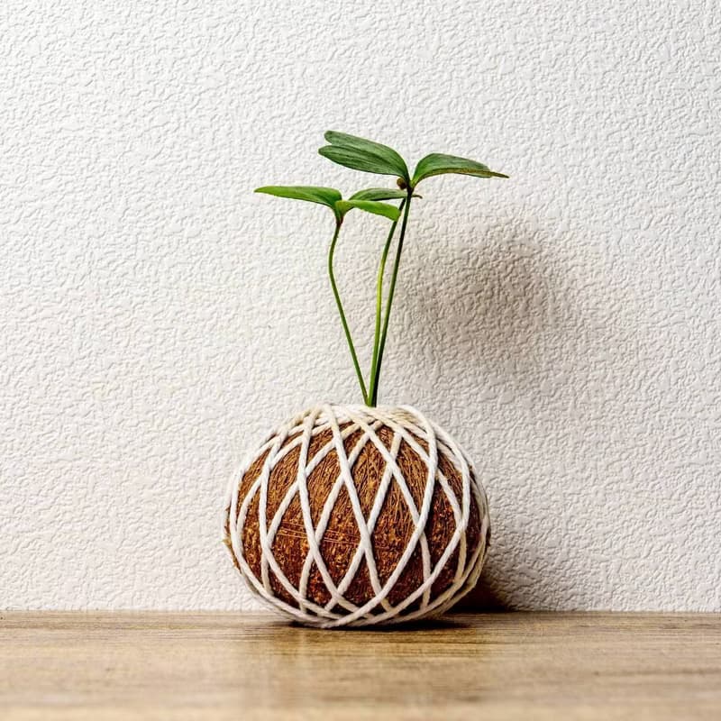 苔球植物 墨西哥鐵樹苔球 苔玉 禮物 送禮 桌上盆栽