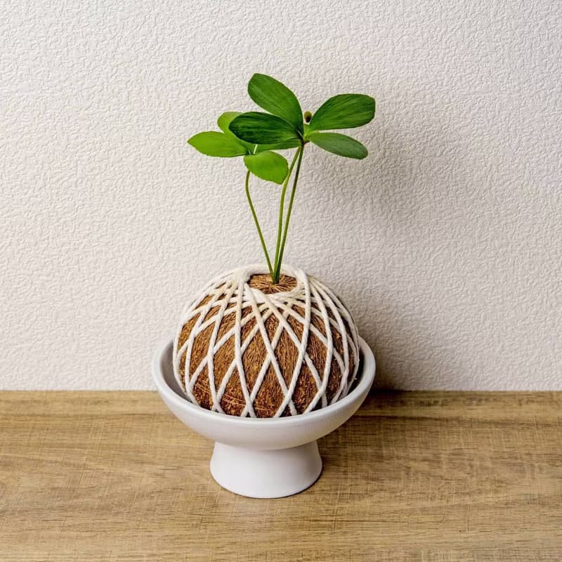 苔球植物 墨西哥鐵樹苔球 苔玉 禮物 送禮 桌上盆栽