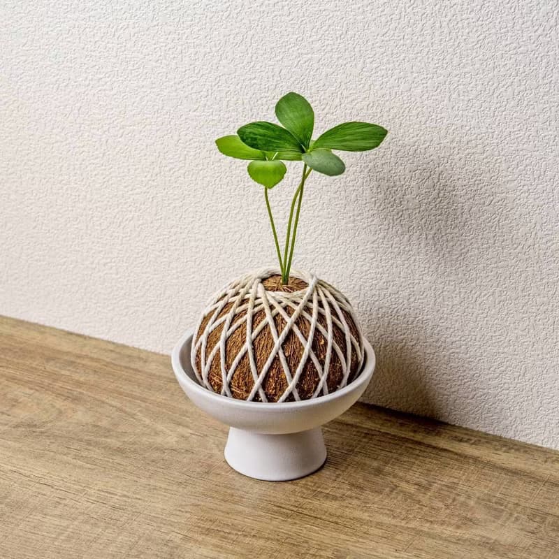 苔球植物 墨西哥鐵樹苔球 苔玉 禮物 送禮 桌上盆栽