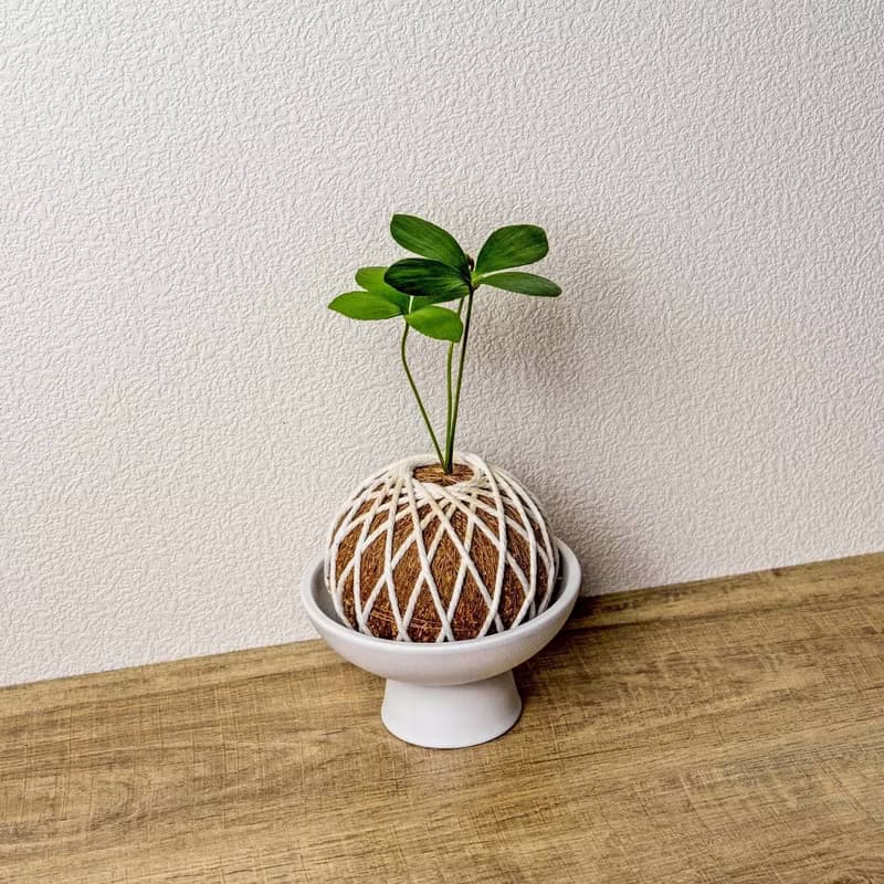 苔球植物 墨西哥鐵樹苔球 苔玉 禮物 送禮 桌上盆栽