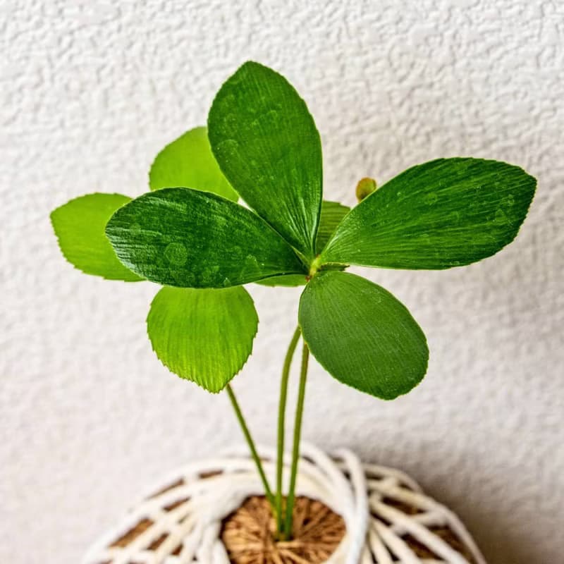 苔球植物 墨西哥鐵樹苔球 苔玉 禮物 送禮 桌上盆栽