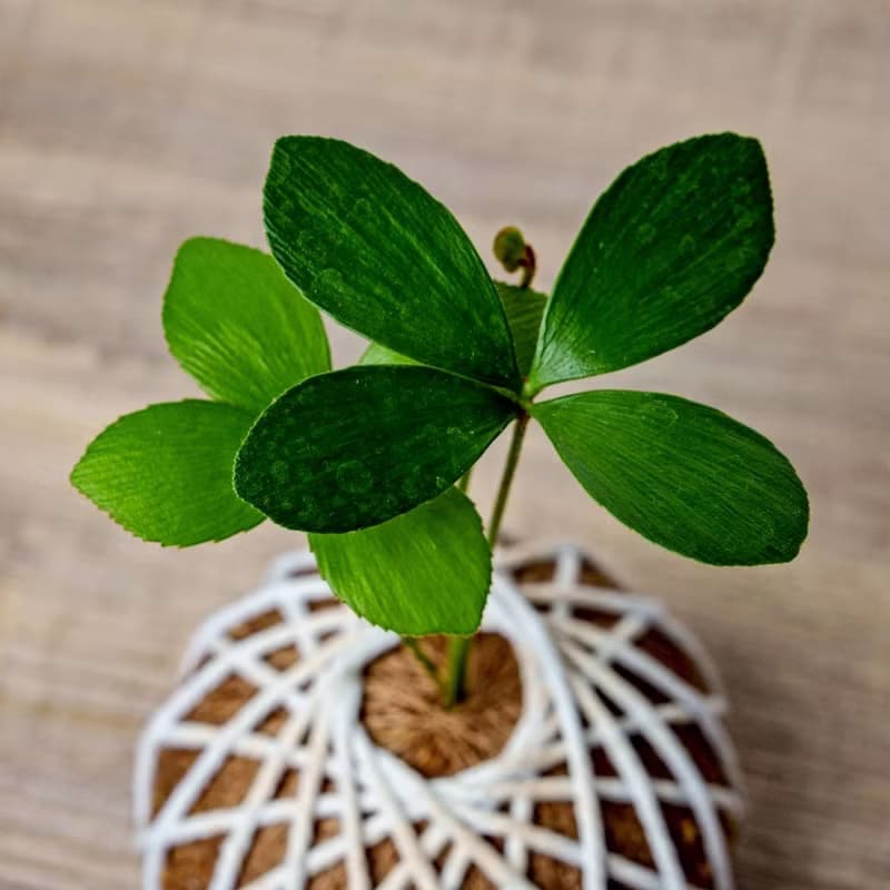 苔球植物 墨西哥鐵樹苔球 苔玉 禮物 送禮 桌上盆栽