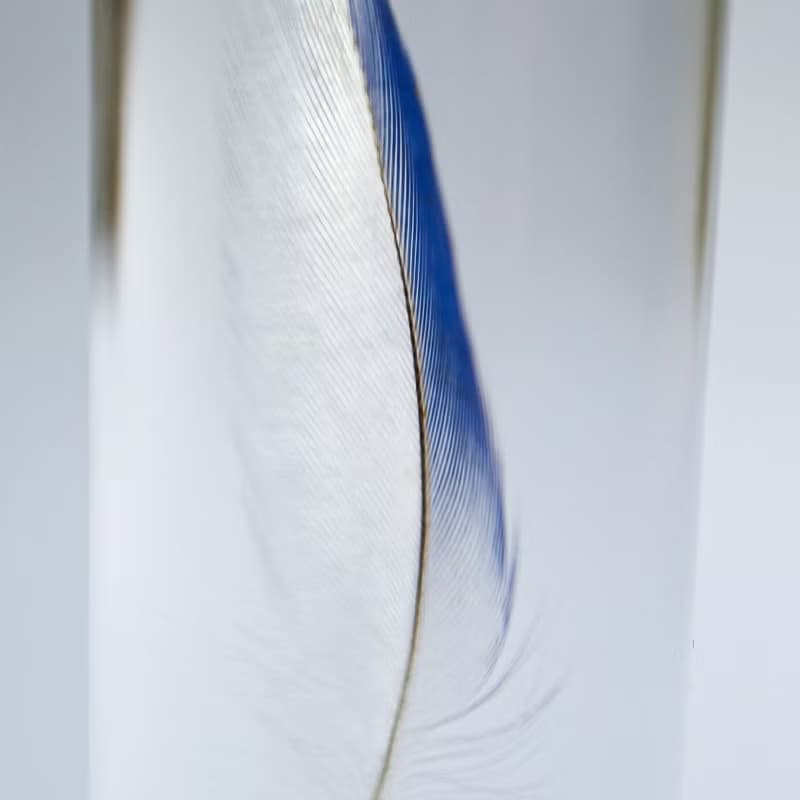 鳥類羽毛標本 虎皮鸚鵡 (藍色)