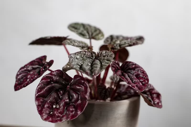 【室內盆栽】皺葉椒草盆栽 觀葉植物 盆栽 植栽 開幕送禮 送禮