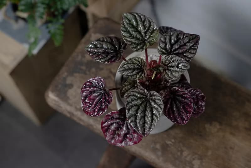 【室內盆栽】皺葉椒草盆栽 觀葉植物 盆栽 植栽 開幕送禮 送禮