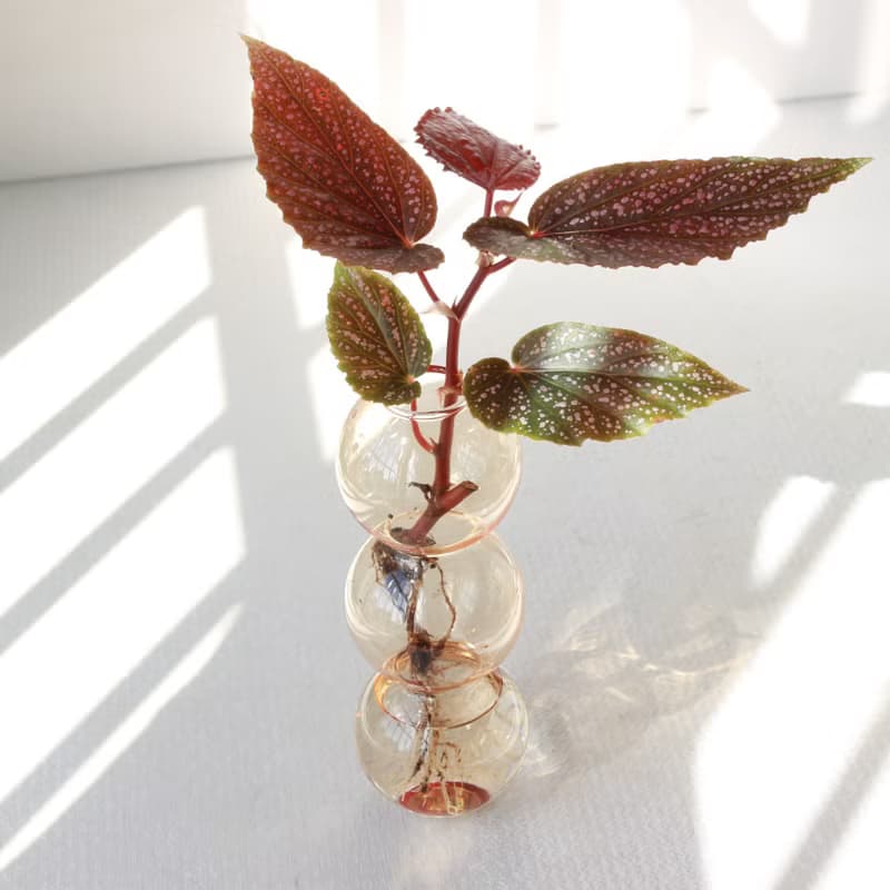 水培植栽│粉點秋海棠_室內植物  夢幻泡泡球玻璃瓶 辦公室盆栽