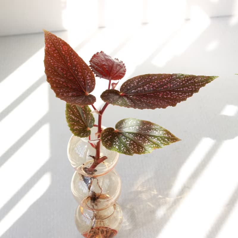 水培植栽│粉點秋海棠_室內植物  夢幻泡泡球玻璃瓶 辦公室盆栽