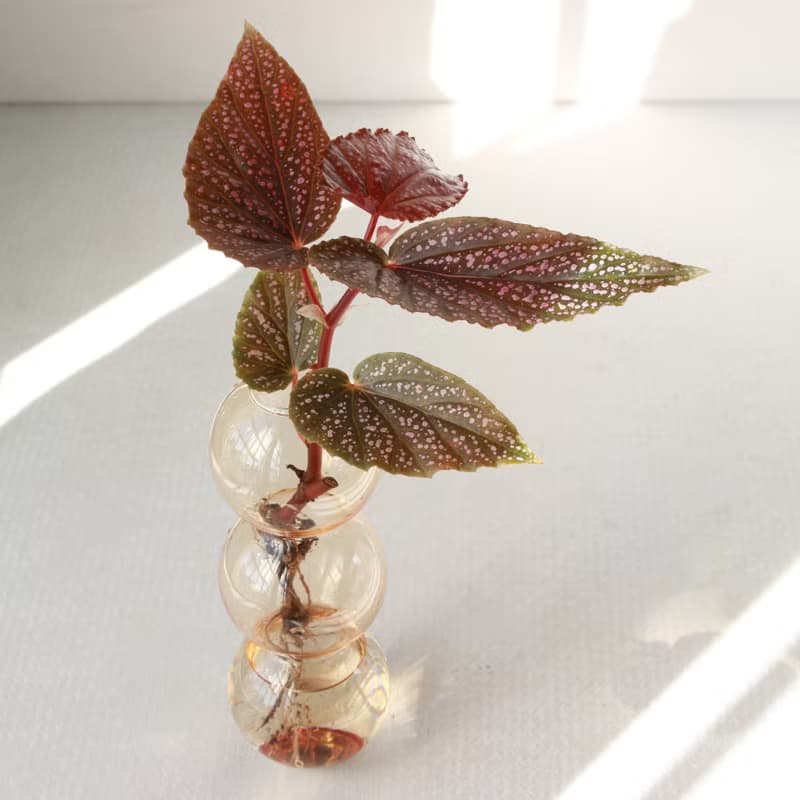 水培植栽│粉點秋海棠_室內植物  夢幻泡泡球玻璃瓶 辦公室盆栽