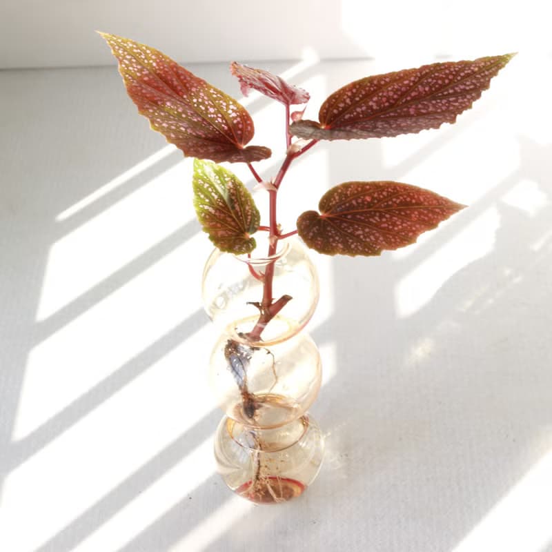 水培植栽│粉點秋海棠_室內植物  夢幻泡泡球玻璃瓶 辦公室盆栽
