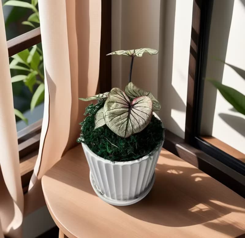【彩葉芋】綠巨人 烤布蕾 白聖誕 白皇后 卡佛林沃頓室內外植物