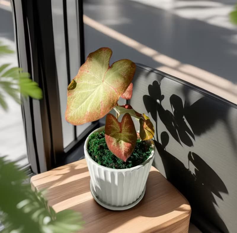 【彩葉芋】綠巨人 烤布蕾 白聖誕 白皇后 卡佛林沃頓室內外植物