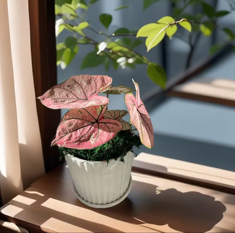 【彩葉芋】綠巨人 烤布蕾 白聖誕 白皇后 卡佛林沃頓室內外植物