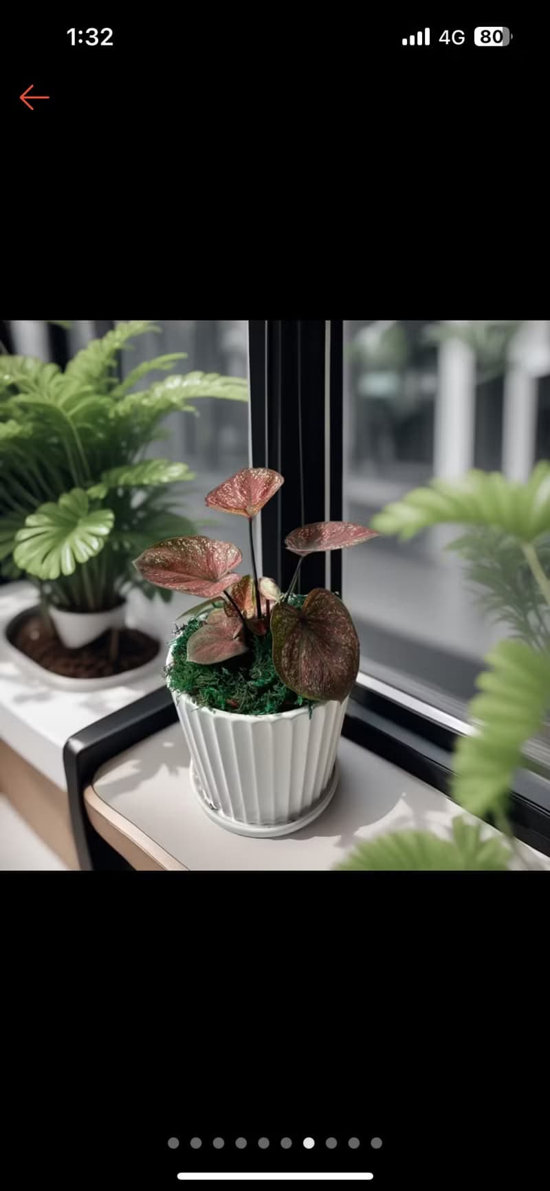 【彩葉芋】綠巨人 烤布蕾 白聖誕 白皇后 卡佛林沃頓室內外植物