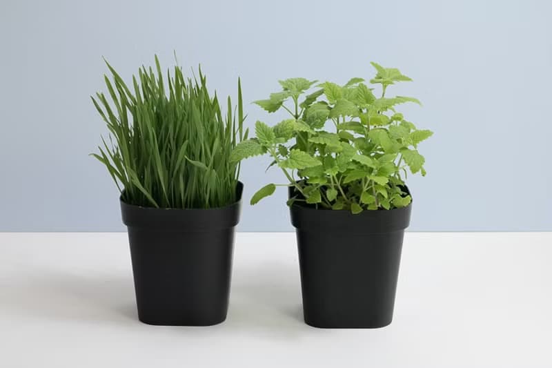 小麥草+貓薄荷|貓小孩特餐組合