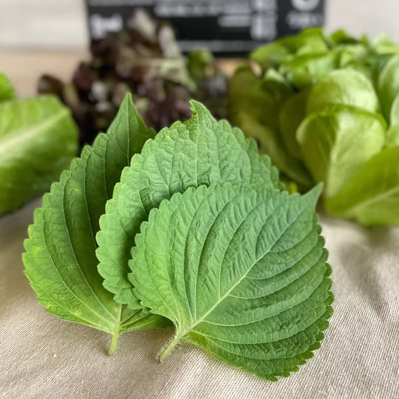 【防疫蔬菜箱】包肉生菜篇