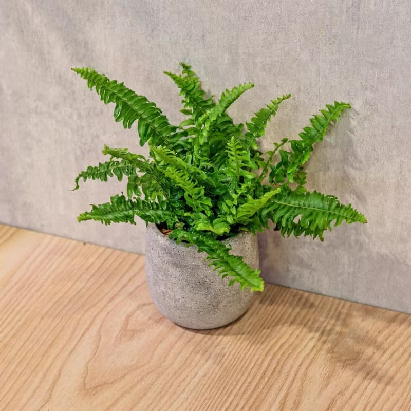 波士頓蕨 桌上型水泥盆栽 觀葉植物 禮物 盆栽 交換禮物 植物