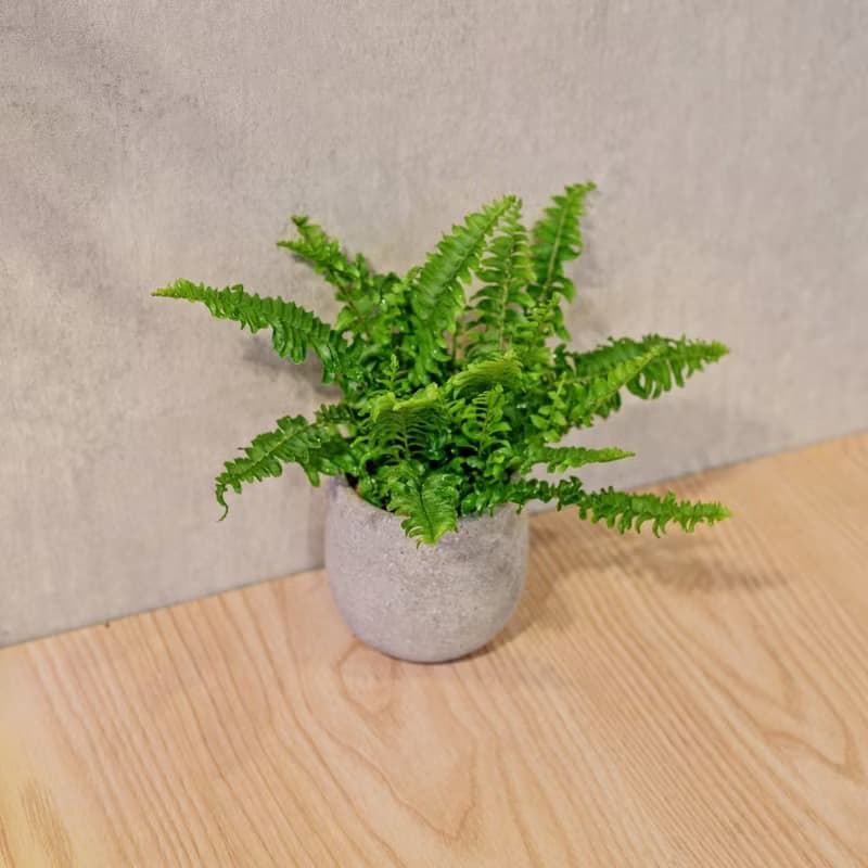 波士頓蕨 桌上型水泥盆栽 觀葉植物 禮物 盆栽 交換禮物 植物