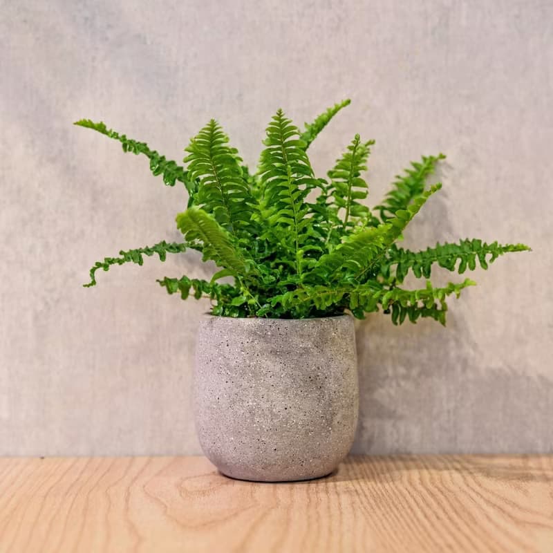 波士頓蕨 桌上型水泥盆栽 觀葉植物 禮物 盆栽 交換禮物 植物