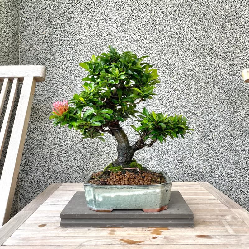 小品盆栽-粉紅仙丹 盆景 送禮