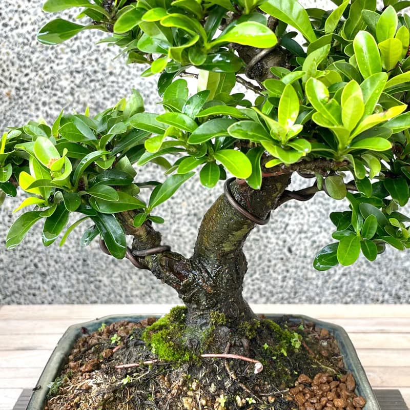 小品盆栽-粉紅仙丹 盆景 送禮