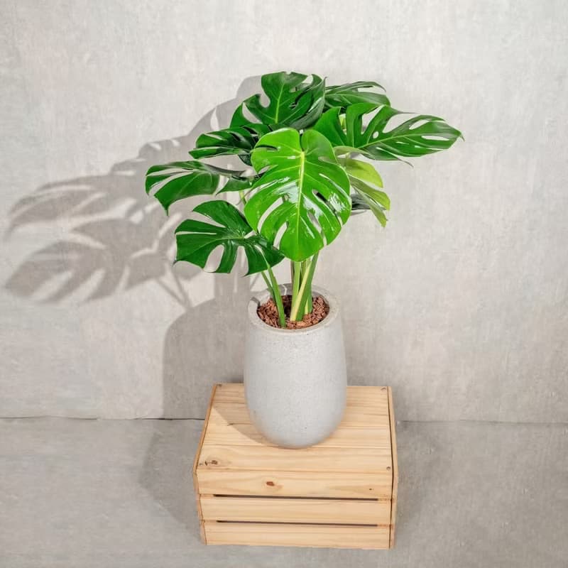 龜背芋水泥盆栽 電信蘭 落地盆栽  灰水滴磨石花盆 開幕送禮