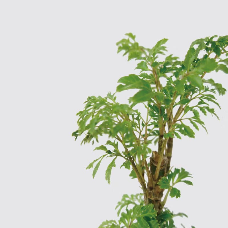 │ 玻璃系列 │ 密葉福祿桐 - 無土 水耕盆栽 風水招財 升遷送禮