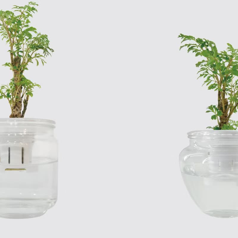 │ 玻璃系列 │ 密葉福祿桐 - 無土 水耕盆栽 風水招財 升遷送禮