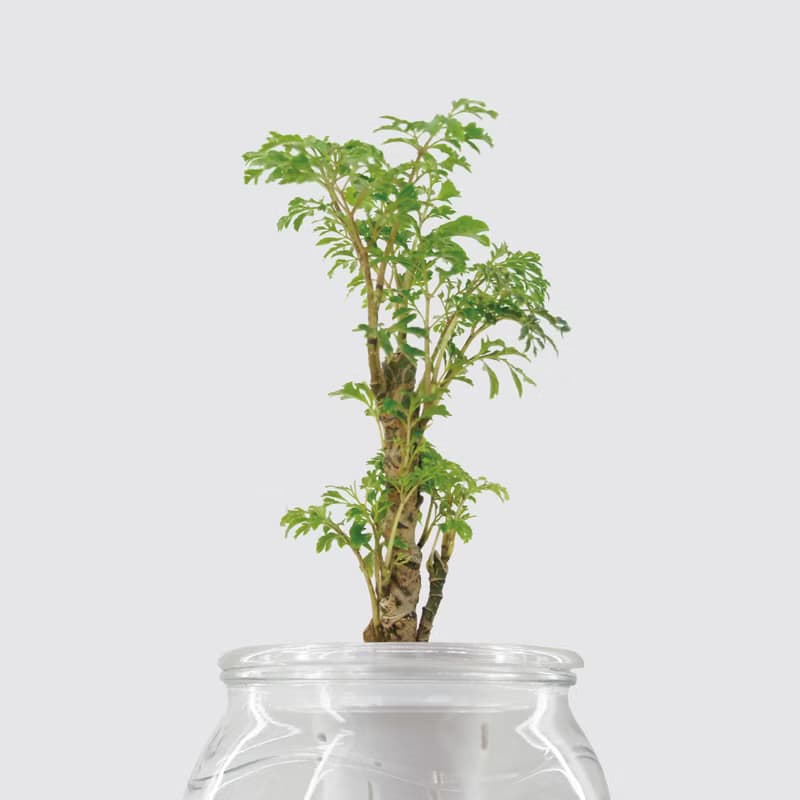 │ 玻璃系列 │ 密葉福祿桐 - 無土 水耕盆栽 風水招財 升遷送禮